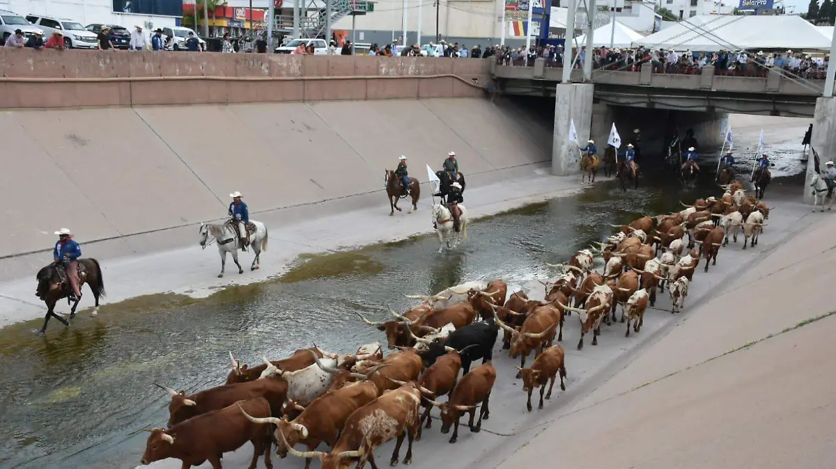 vacas y vaquitas